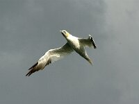 Morus bassanus 8, Jan-van-Gent, Saxifraga-Piet Munsterman