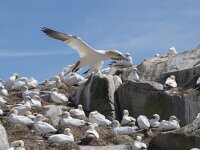 Morus bassanus 81, Jan-van-Gent, Saxifraga-Peter Stein