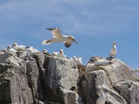 Morus bassanus 82, Jan-van-Gent, Saxifraga-Peter Stein
