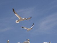 Morus bassanus 84, Jan-van-Gent, Saxifraga-Peter Stein