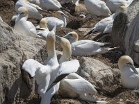 Morus bassanus 85, Jan-van-Gent, Saxifraga-Peter Stein