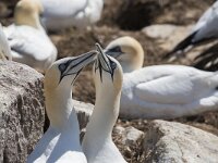 Morus bassanus 86, Jan-van-Gent, Saxifraga-Peter Stein
