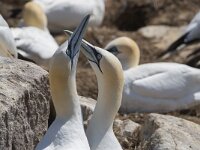 Morus bassanus 87, Jan-van-Gent, Saxifraga-Peter Stein