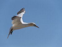 Morus bassanus 88, Jan-van-Gent, Saxifraga-Peter Stein