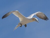 Morus bassanus 89, Jan-van-Gent, Saxifraga-Peter Stein