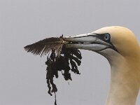 Jan van Gent; Gannet  Jan van Gent; Gannet : Bass Rock, Engeland, England, Gannet, Jan van Gent, Jan-van-Gent, Schotland, Scotland, Sula bassana, adult, bird, sea bird, sea birds, vogel, volwassen, zeevogel, zeevogels