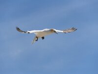 Morus bassanus 90, Jan-van-Gent, Saxifraga-Peter Stein