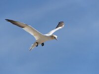 Morus bassanus 91, Jan-van-Gent, Saxifraga-Peter Stein