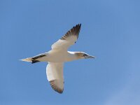 Morus bassanus 92, Jan-van-Gent, Saxifraga-Peter Stein