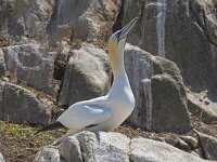 Morus bassanus 93, Jan-van-Gent, Saxifraga-Peter Stein