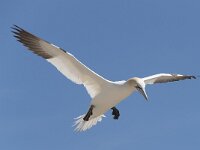 Morus bassanus 94, Jan-van-Gent, Saxifraga-Peter Stein