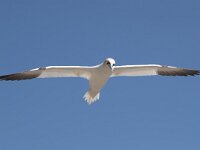 Morus bassanus 95, Jan-van-Gent, Saxifraga-Peter Stein