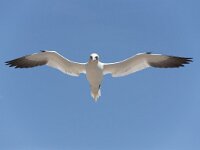 Morus bassanus 96, Jan-van-Gent, Saxifraga-Peter Stein
