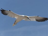 Morus bassanus 97, Jan-van-Gent, Saxifraga-Peter Stein