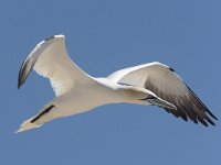 Morus bassanus 98, Jan-van-Gent, Saxifraga-Peter Stein
