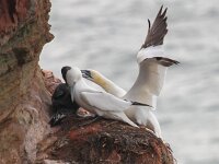 Morus bassanus 99, Jan-van-Gent, Saxifraga-Bart Vastenhouw