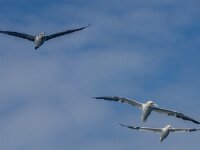 Morus bassanus169, Jan-van-Gent, 1e en 3e kj, Saxifraga-Theo Verstrael