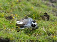 Motacilla alba 10, Witte kwikstaart, display, Saxifraga-Piet Munsterman
