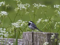 Motacilla alba 104, Witte  kwikstaart, Saxifraga-Jan Nijendijk