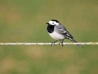 Motacilla alba 107, Witte kwikstaart, Saxifraga-Tom Heijnen