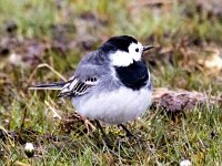 Motacilla alba 113, Witte kwikstaart, Saxifraga-Bart Vastenhouw