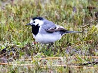 Motacilla alba 114, Witte kwikstaart, Saxifraga-Bart Vastenhouw