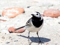 Motacilla alba 116, Witte kwikstaart, Saxifraga-Bart Vastenhouw