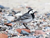 Motacilla alba 117, Witte kwikstaart, Saxifraga-Bart Vastenhouw