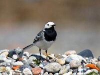 Motacilla alba 119, Witte kwikstaart, Saxifraga-Bart Vastenhouw