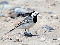 Motacilla alba 121, Witte kwikstaart, Saxifraga-Bart Vastenhouw