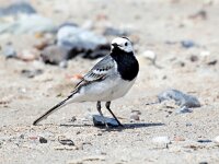 Motacilla alba 122, Witte kwikstaart, Saxifraga-Bart Vastenhouw