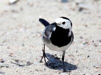 Motacilla alba 123, Witte kwikstaart, Saxifraga-Bart Vastenhouw