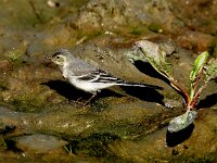 Motacilla alba 13, Witte kwikstaart, juvenile, Saxifraga-Piet Munsterman