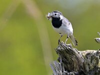 Motacilla alba 132, Witte kwikstaart, Saxifraga-Tom Heijnen