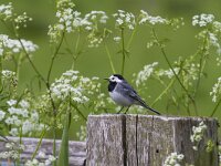 Motacilla alba 134, Witte kwikstaart, Saxifraga-Jan Niendijk