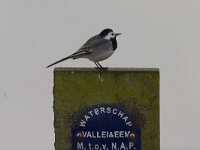 Motacilla alba 136, Witte  kwikstaart, Saxifraga-Jan Nijendijk