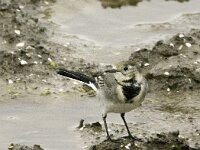 Motacilla alba 140, Witte kwikstaart, adult, female winter plumage, Saxifraga-Theo Verstrael