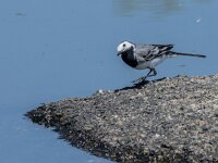 Motacilla alba 143, Witte kwikstaart, adult, male, Saxifraga-Theo Verstrael