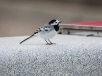Motacilla alba 145, Witte kwikstaart, adult, Saxifraga-Theo Verstrael