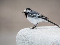 Motacilla alba 148, Witte kwikstaart, adult, Saxifraga-Theo Verstrael