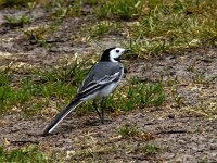 Witte Kwikstaart #01 : Motacilla alba, White Wagtail, Witte kwikstaart