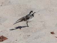 Motacilla alba 150, Witte kwikstaart, adult, Saxifraga-Theo Verstrael