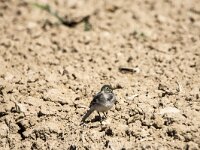 Motacilla alba 152, Witte kwikstaart, juvenile, Saxifraga-Theo Verstrael