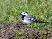 witte kwikstaart  witte kwikstaart in Putterpolder : motacilla alba