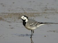 Motacilla alba 17, Witte kwikstaart, Saxifraga-Iztok Skornik