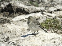 Motacilla alba 19, Witte kwikstaart, 1st year, Saxifraga-Jan van der Straaten