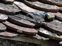 Motacilla alba 2, Witte kwikstaart, Saxifraga-Jan van der Straaten