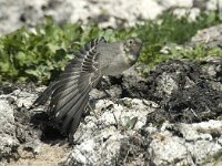 Motacilla alba 21, Witte kwikstaart, 1st year, Saxifraga-Jan van der Straaten