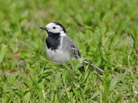 Witte kwikstaart #47460 : Motacilla alba, Witte kwikstaart, Pied