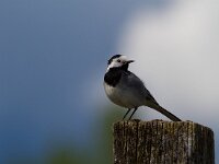 Witte kwikstaart  Witte kwikstaart bij de Doubs : Motacilla alba